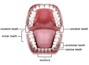 Impacted Teeth - US dental